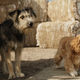Illustration for article titled Star Crossed Puppers Shine in the Adorable First Trailer for Disney's Live-Action Lady and The Tramp Remake
